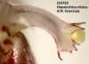 Hapalochilus nitidus  (09)
